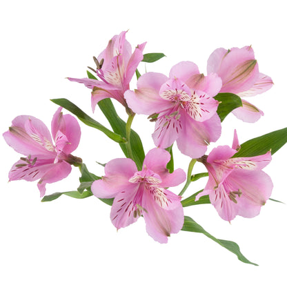 ALSTROEMERIA MILA LAVANDER SEL