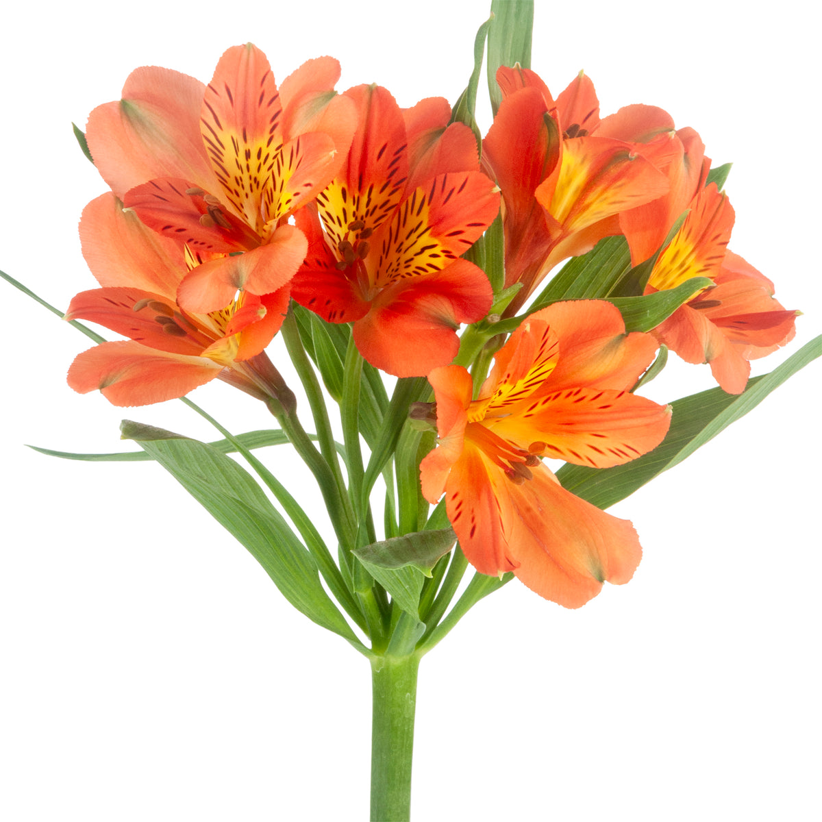 ALSTRO ORANGE QUEEN FANCY