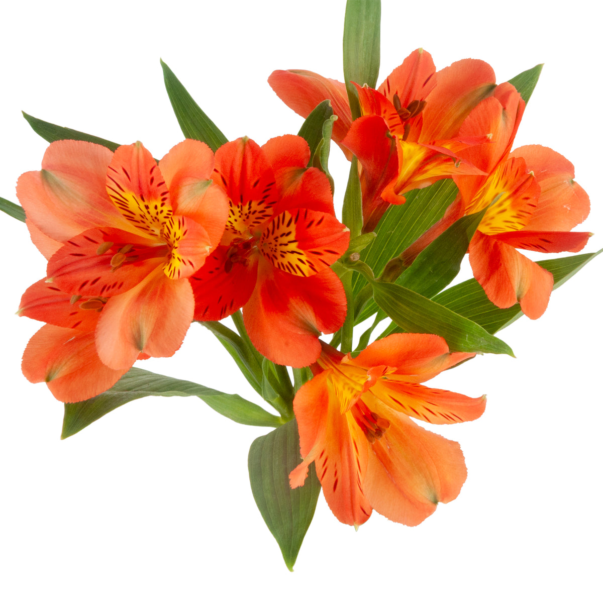 ALSTRO ORANGE QUEEN FANCY