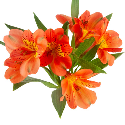 ALSTRO ORANGE QUEEN FANCY