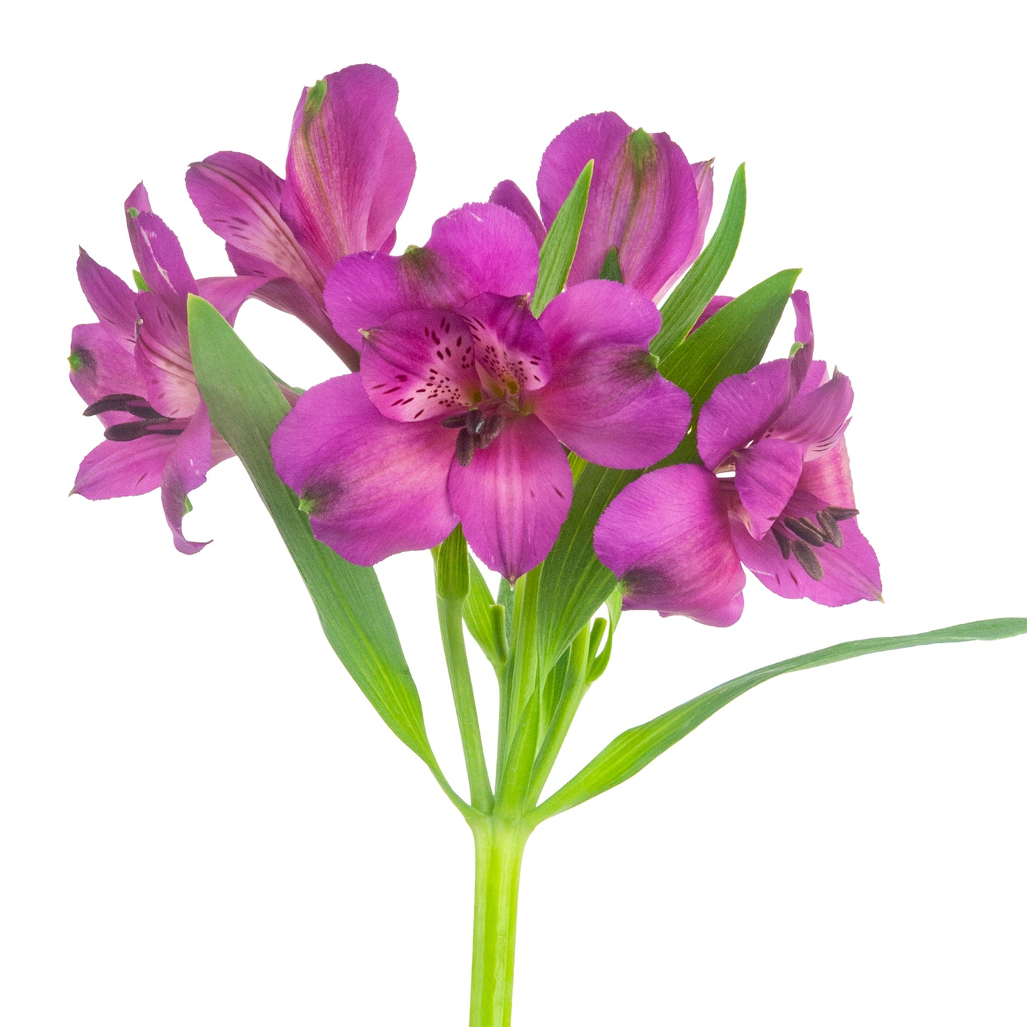 ALSTROEMERIA DARK PURPLE MARACANA FCY