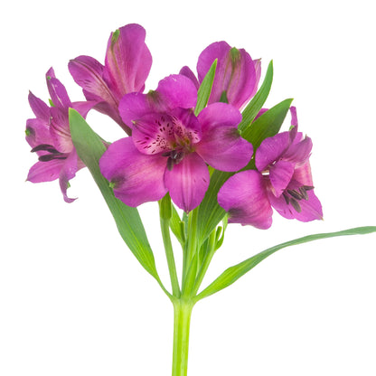 ALSTROEMERIA DARK PURPLE MARACANA FCY