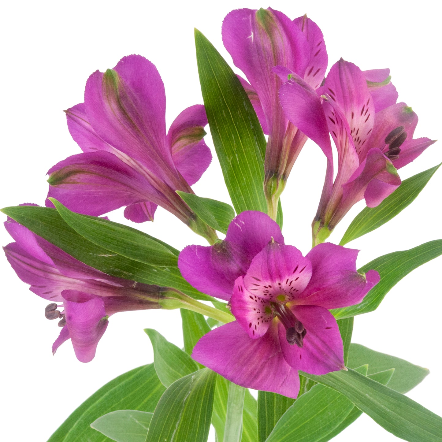 ALSTROEMERIA DARK PURPLE MARACANA FCY