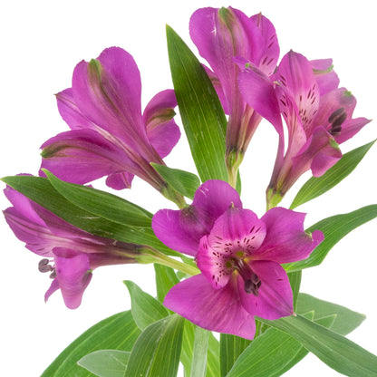 ALSTROEMERIA DARK PURPLE MARACANA FCY