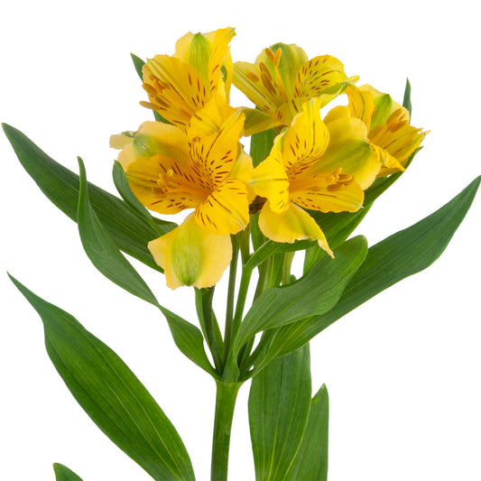 ALSTRO GOLD SELECT