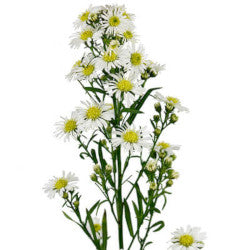 ASTER SUNSPRING WHITE 10ST 70cm