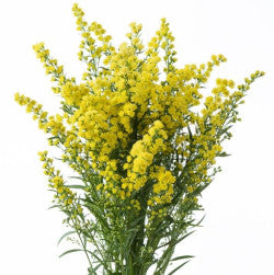 SOLIDAGO ASTER YELLOW REG. CUT 10ST 70cm
