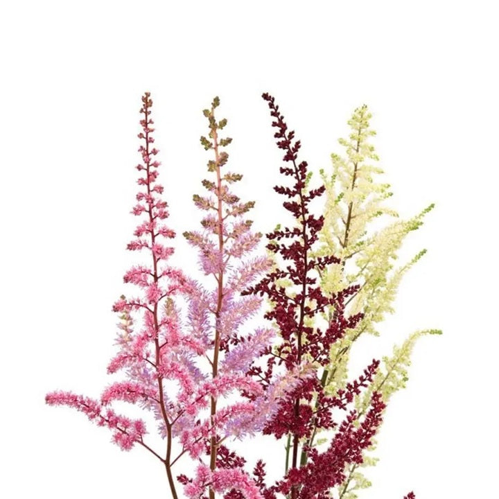 ASTILBE 50cm AST Assorted 10 St(Stems)