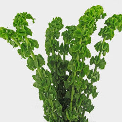 BELLS OF IRELAND 70cm GRE Bells Of Ireland 10st 10 St(Stems)