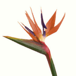 TROPICAL FLOWERS BIRDS OF PARADISE 1ST 80cm
