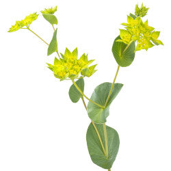 BUPLEURUM GREEN 10ST 80cm