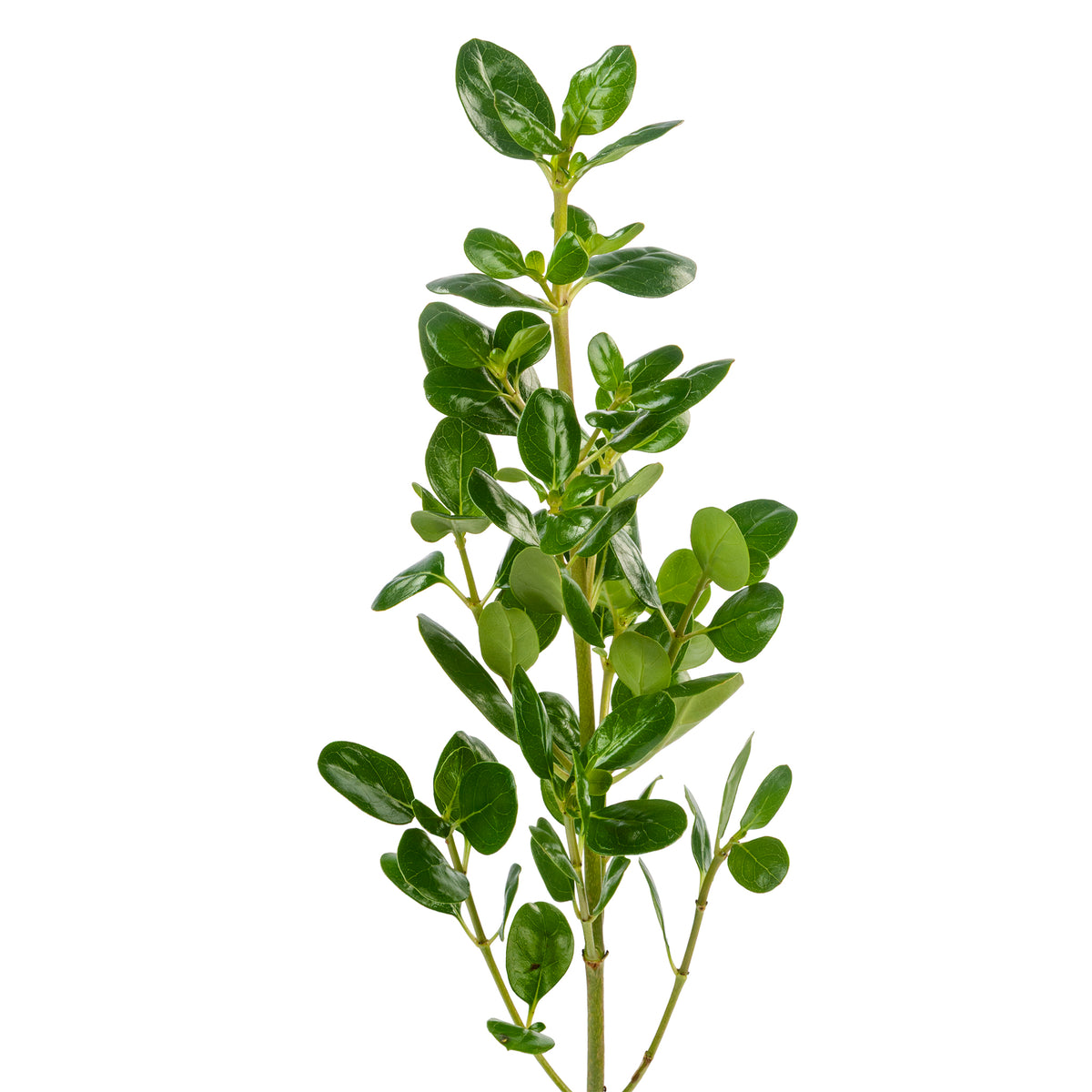 BRILLANTINA GREEN 55CM