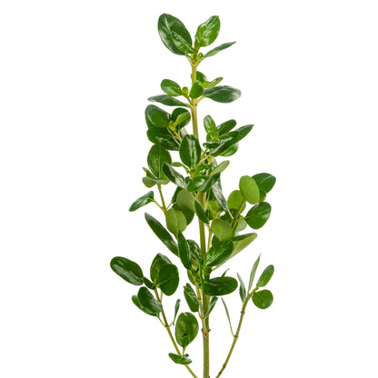 BRILLANTINA GREEN 55CM