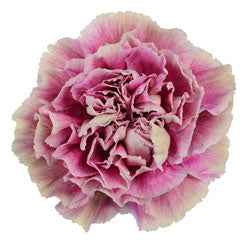 CARNATION ANTIGUA BICOLOR HOT PINK/PEACH 25ST Select