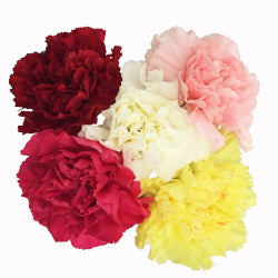 CARNATION ASSORTED 25ST Select