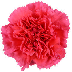 CARNATION HOT PINK BIZET 25ST FCY
