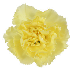 CARNATION DILETA YELLOW 25ST Select