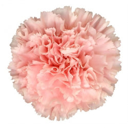 CARNATION DONCEL LIGHT PINK 25ST Standard