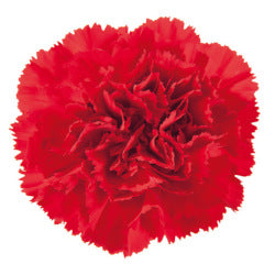 CARNATION DON PEDRO RED 25ST Fancy