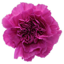 CARNATION FARIDA LAVANDER 25ST Standard
