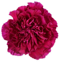 CARNATION GOLEM PURPLE 25ST Select