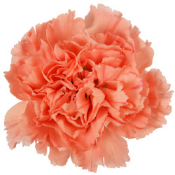 CARNATION HERMES ORANGE 25ST Fancy