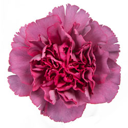 CARNATION HYPNOSIS PURPLE 25ST Fancy
