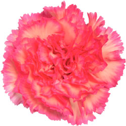 CARNATION JELLY  BIC  YLW /HPNK Fancy