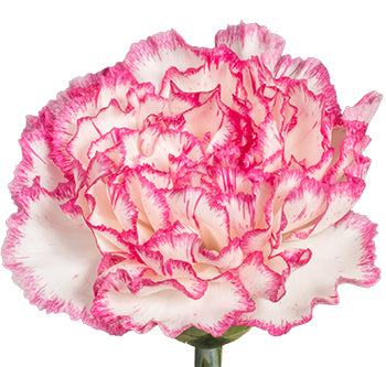 CARNATION KOMACHI BICOLOR WHI/PINK 25ST Select