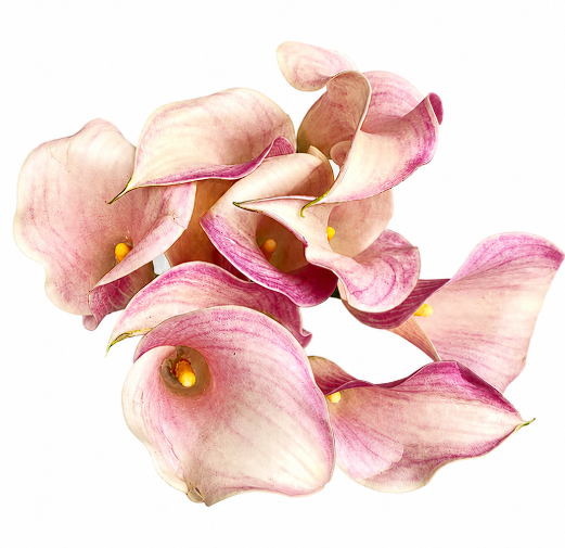 CALLA 60cm BIC MINICALLA LADY BLUSHING  CRE/PNK 10 St(Stems)