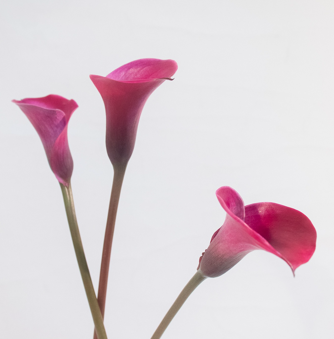 CALLA 50cm DPK Minicalla  Tokyo 10 St(Stems)
