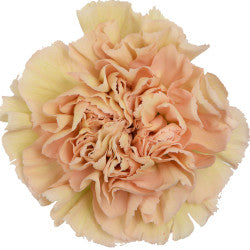 CARNATION LEGE MARRON 25ST Select