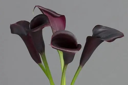 CALLA 50cm BLK Minicalla Black Odessa 10st 10 St(Stems)