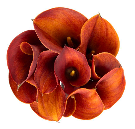 CALLA 50cm ORA Minicalla Mango 10st 10 St(Stems)