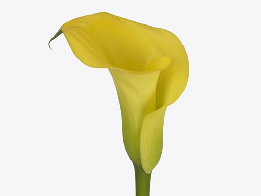 CALLA 50cm YEL Minicalla Montecarlo 10st 10 St(Stems)