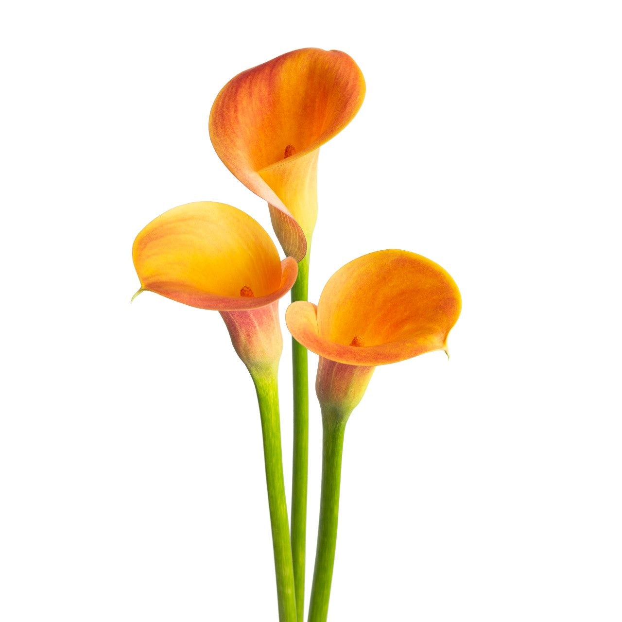 CALLA MINICALLA LADY MARMALADE 50CM