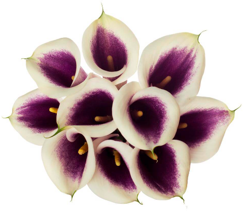 CALLA 60cm BIC Minicalla Picasso Wht/Pur 10 St(Stems)