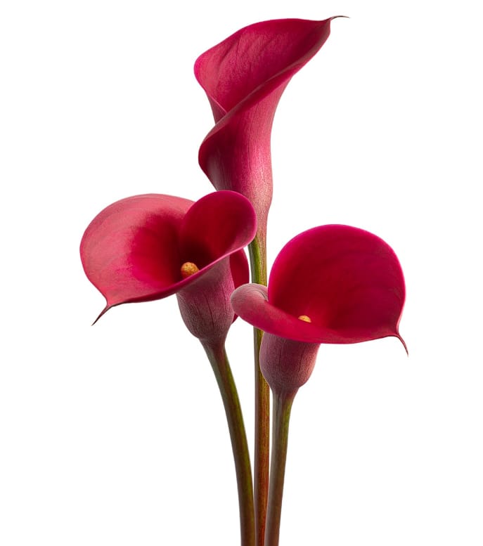 CALLA 50cm RED Minicalla Red Symphony 10st 10 St(Stems)