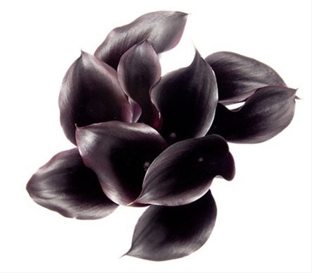CALLA 60cm BLK Minicalla Schwarzwalder 10st 10 St(Stems)