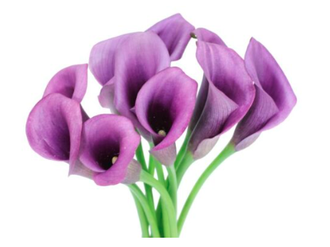 CALLA MINICALLA PACO 50CM