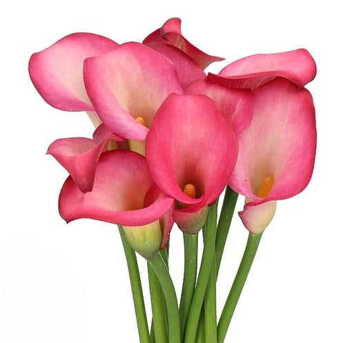 CALLA MINICALLA PINK PUPPY 10ST 50CM