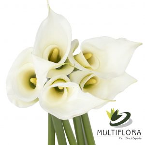 CALLA 80cm WHI Open Cut 5 St(Stems)
