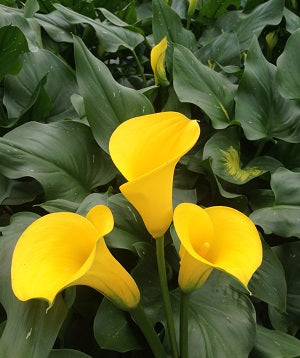 CALLA 50cm YEL MINICALLA GOLD MEDAL 10ST 10 St(Stems)