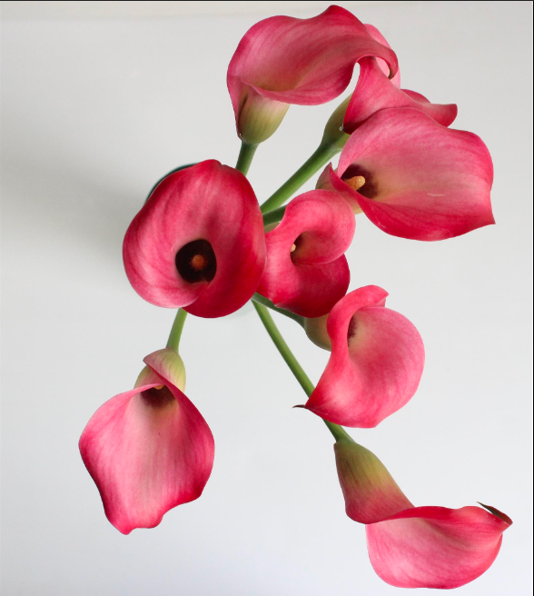 CALLA 50cm DPK MINICALLA ZAZU 10ST 10 St(Stems)