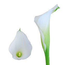 COLOR CALLAS CRYSTAL WHITE 10ST 50cm