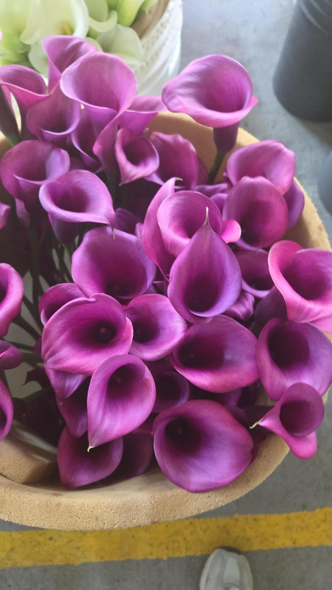 COLOR CALLAS DURBAN PURPLE 10ST 50cm