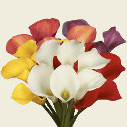COLOR CALLAS ASSORTED 10ST 50cm