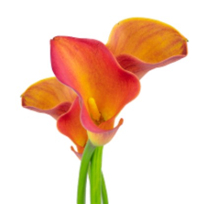 COLOR CALLAS ORANGE LADY MARMALADE 10ST 50cm