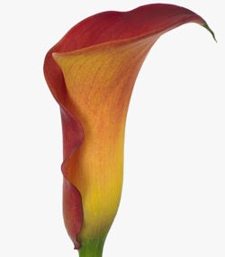 COLOR CALLAS MANGO ORANGE 10ST 50cm