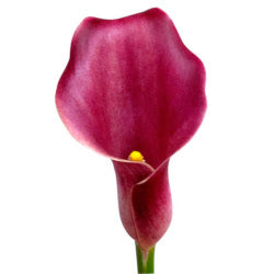 COLOR CALLAS MAJESTIC RED 10ST 50cm